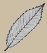 Feuille de ch�taignier